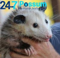 247 Possum Pest Control Melbourne image 3